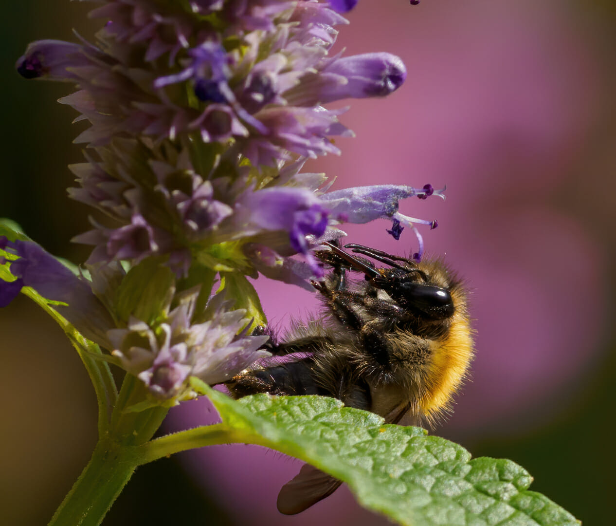 Roy_Dale_ThePollinator Roy_Dale_ThePollinator