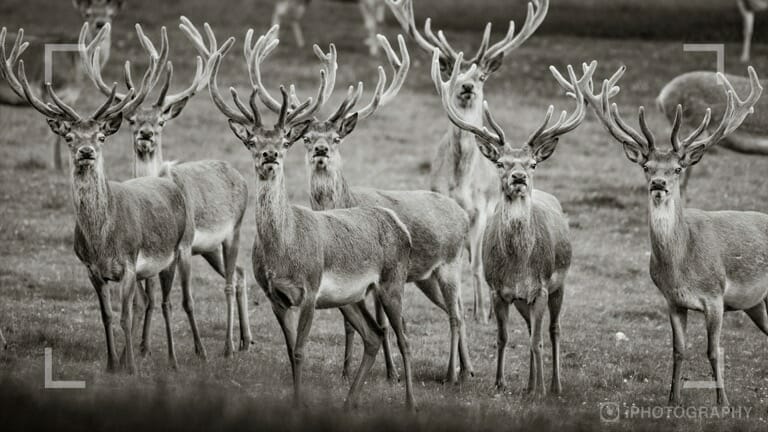 native wildlife photographing deer
