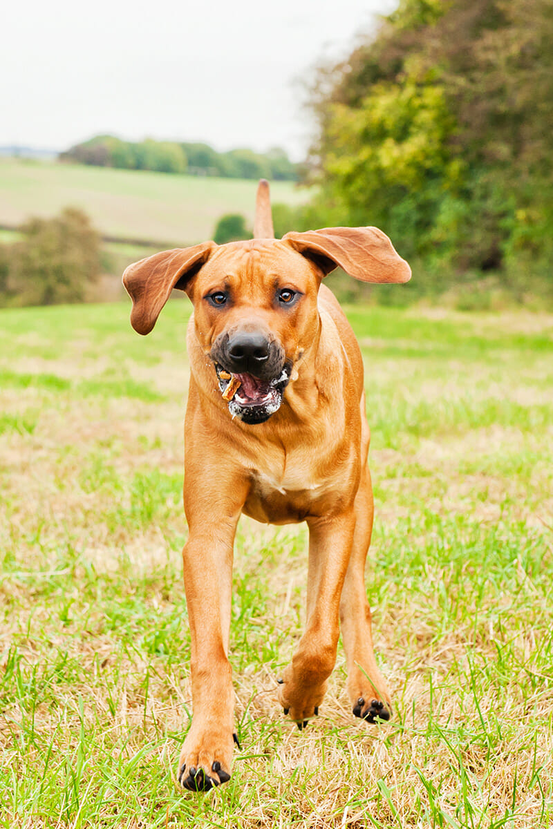 PhotographingDogs_2 Dog Photos blog by iPhotography Image 2