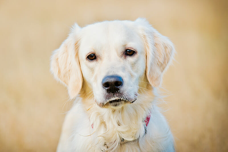 PhotographingDogs_3 dog photos iPhotography blog Image 3