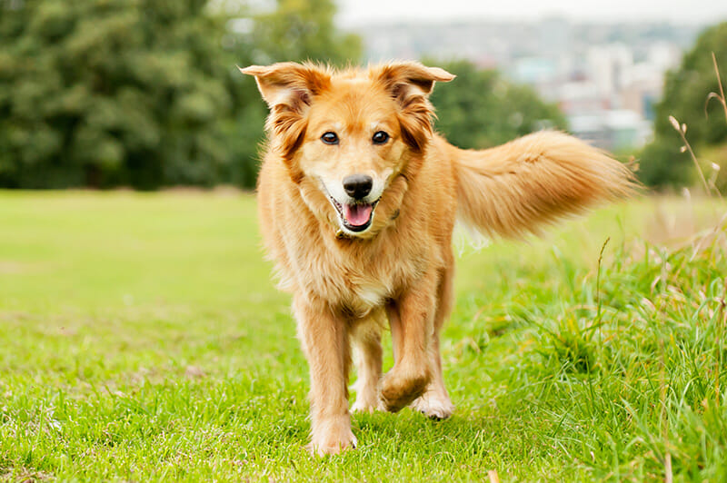 PhotographingDogs_4 Dog Photography Tips iPhotography Image 4