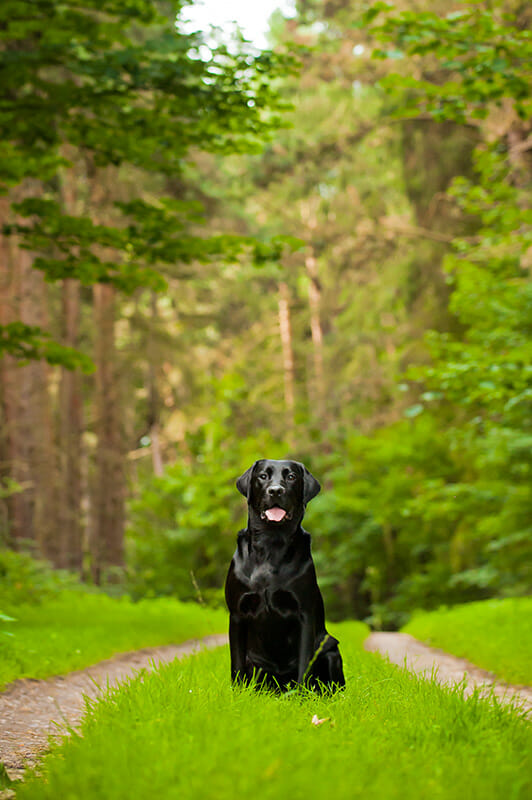 PhotographingDogs_5 dog photos iPhotography blog Image 3