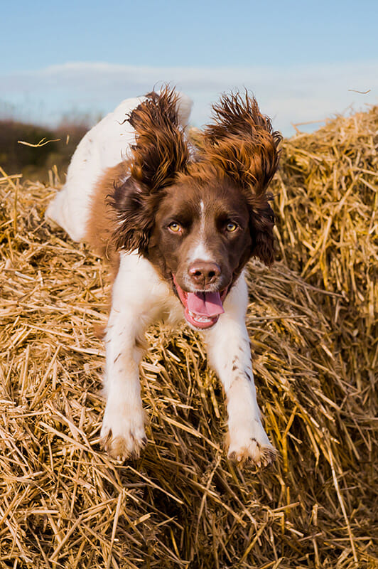 PhotographingDogs_6 Dog Photography Tips iPhotography Image 4