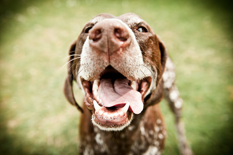 PhotographingDogs_7 Dog Photos on a Wide lense iPhotography blog image example 7