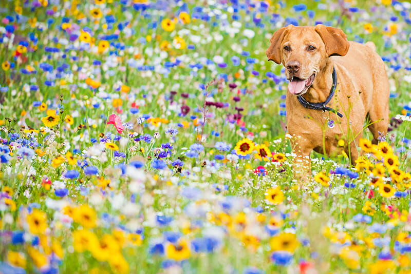 PhotographingDogs_8 Dog Photography Tips iPhotography Image 4