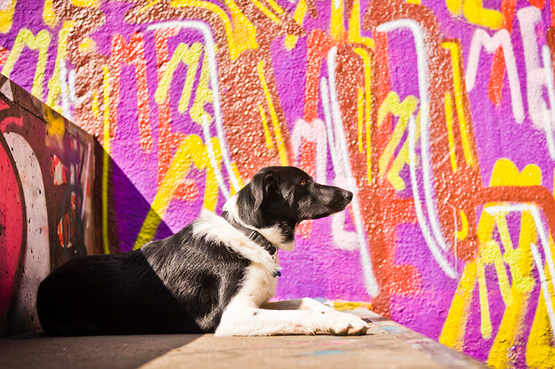 PhotographingDogs_9 Dog photos street photography pink graffiti