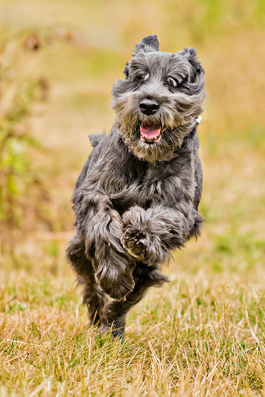 PhotographingDogs_10 Dog photography tips iPhotography 10
