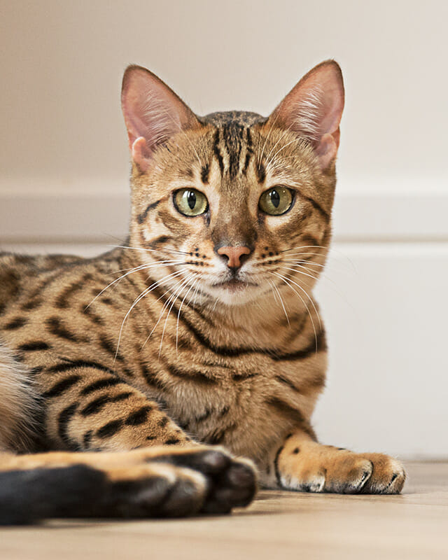 PhotographingCats_1 iPhotography Guide to Cat Photography Image 1