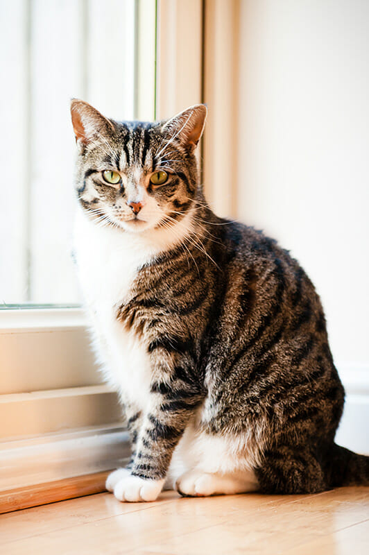 PhotographingCats_2 iPhotography Guide to Cat Photography Image 2