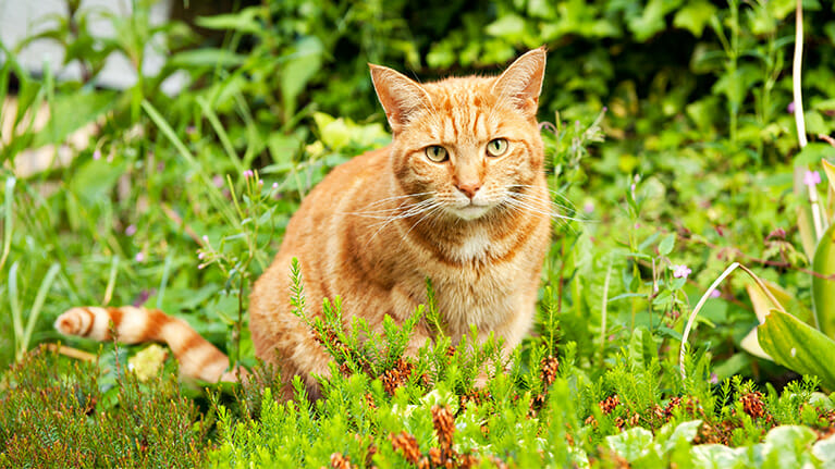 PhotographingCats_6 iPhotography Guide to Cats Image 6