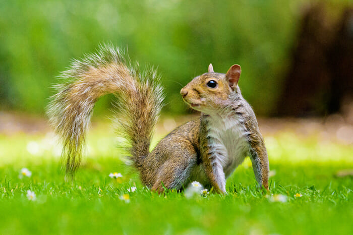Photographing_Garden_Wildlife_1 photographing garden animals by Rachel Sinclair Copyright 2021