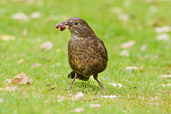 Photographing_Garden_Wildlife_4 photographing garden animals by Rachel Sinclair Copyright 2021