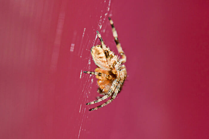 Photographing_Garden_Wildlife_9