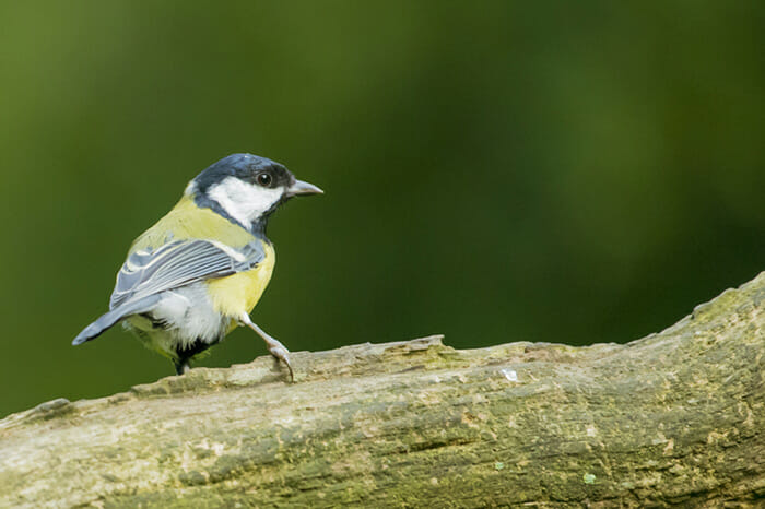 Photographing_Garden_Wildlife_10
