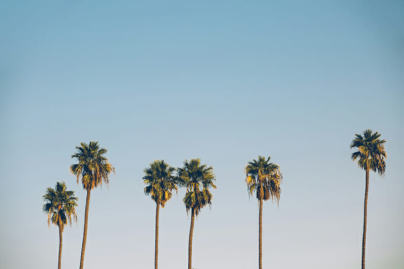 Palms,On,The,Blue,Sky,Background,In,California.,Vintage,Picture minimalist photo iphotography rule of thirds example