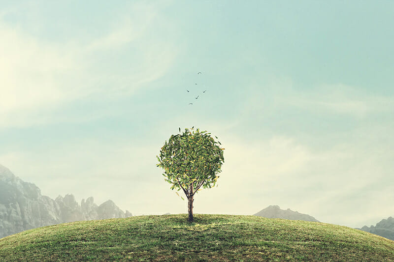 Minimal,Surreal,Green,Tree minimalist photo iphotography rule of thirds example