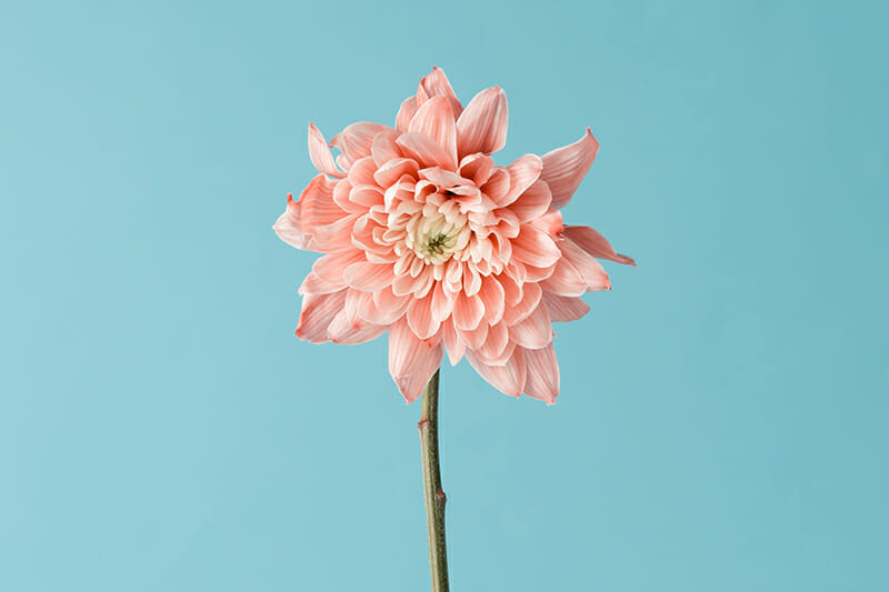 Pink,Flower,On,Sky,Background.,Minimal,Concept.
