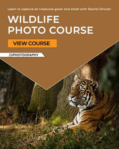 Introduction to Wildlife Photography | Wildlife Photography Course
