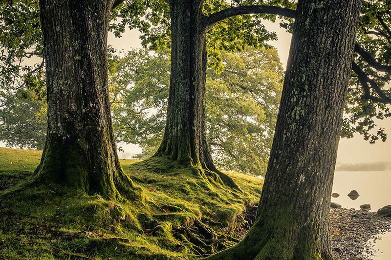 Woodland - Landscape Course
