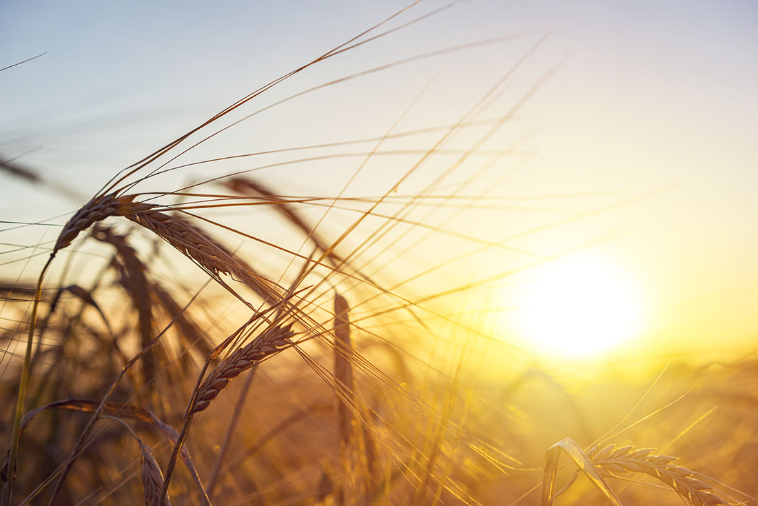 Beautiful,Nature,Sunset,Landscape.,Ears,Of,Golden,Wheat,Close,Up.