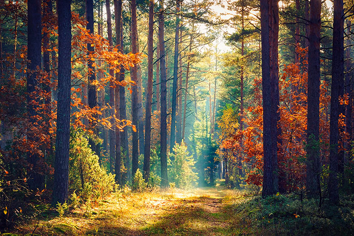 Autumn,Forest,Nature.,Vivid,Morning,In,Colorful,Forest,With,Sun