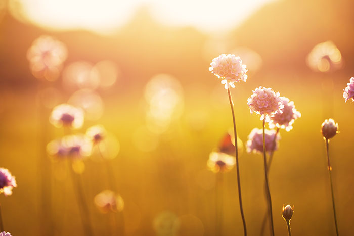 Wild,Meadow,Pink,Flowers,On,Morning,Sunlight,Background.,Autumn,Field nature photography tutorial