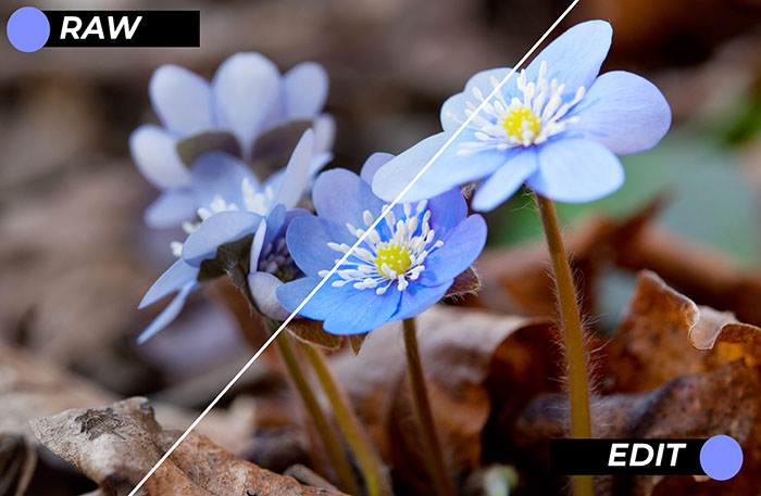 First,Spring,Blue,Flowers,In,The,Woods