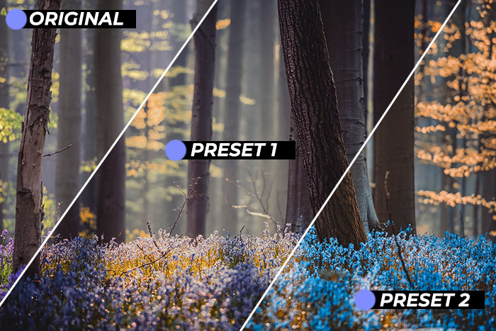 Backlit,Bluebells,At,Sunrise,In,The,Magical,Bluebell,Forest,Of nature photography tutorial