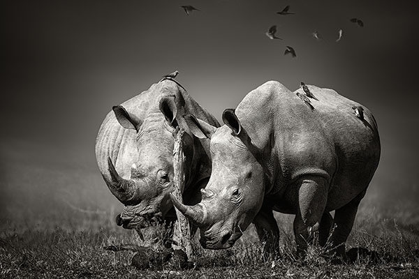 Two,White,Rhinoceros,In,The,Field,With,Birds,Flying Wildlife Photography Tips