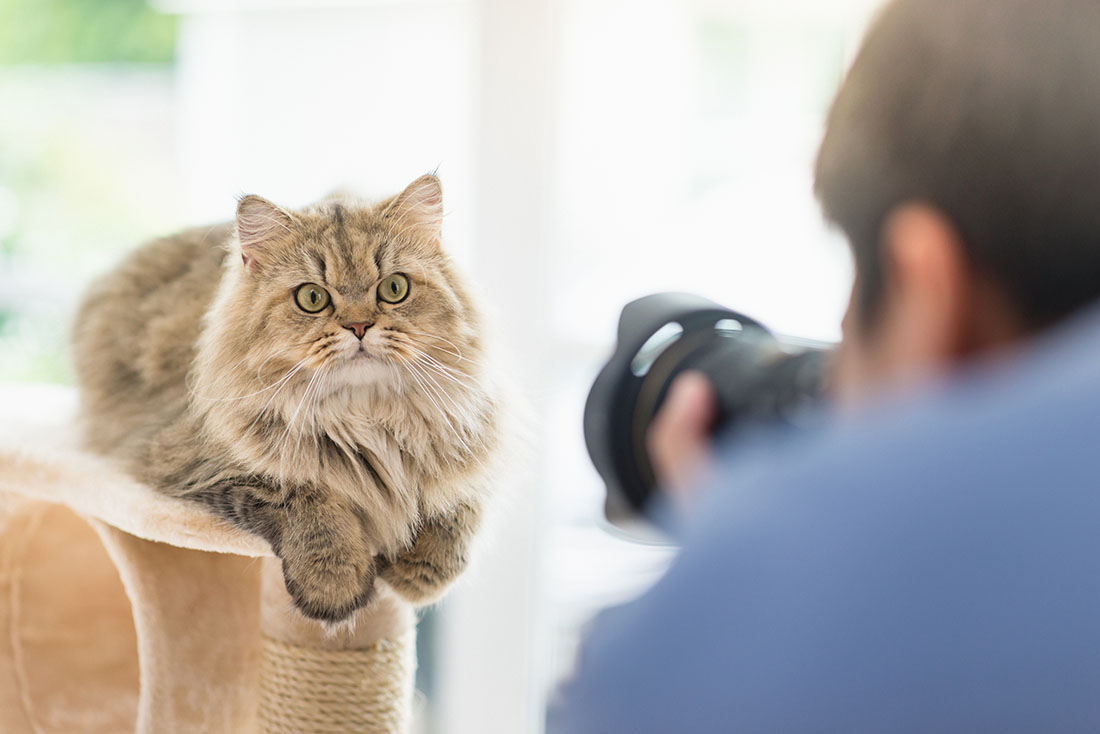 Asian,Photographer,Taking,A,Photo,Of,Persian,Cat Wildlife Photography Tips