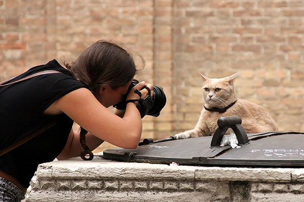 Venice,,Italy;,September,1,2017:,Girl,Photographer,Portraying,Frowny,Cat Wildlife Photography Tips