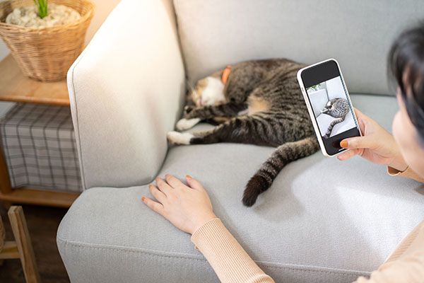 Cat,Lover,Female,Hands,Taking,Photo,Her,Lovely,Cat,At