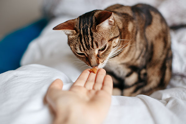 Pet,Owner,Feeding,Cat,With,Dry,Food,Granules,From,Hand