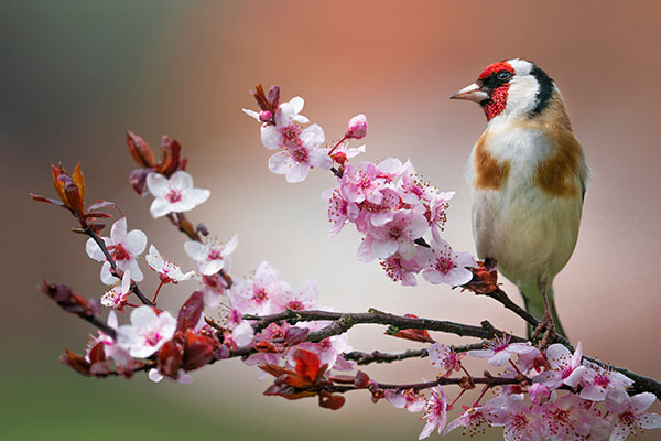 Goldfinch,,Carduelis,Carduelis,,Single,Bird,On,Blossom Wildlife Photography Tips