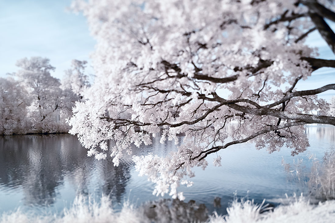 Infrared,Photo,Taken,By,A,Special,Modified,Camera,With,Infrared Infrared Photography Tutorial