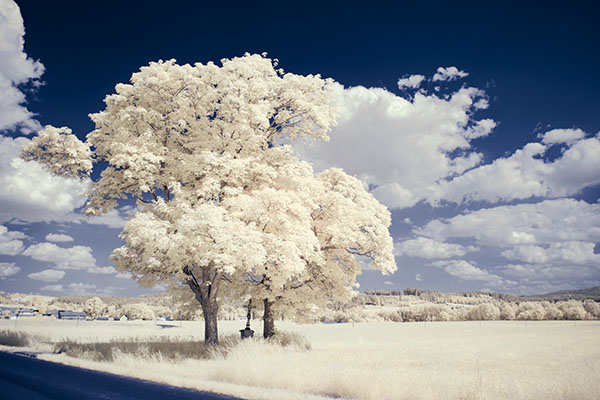 Infrared,Photography,-,Surreal,Ir,Photo,Of,Landscape,With,Trees