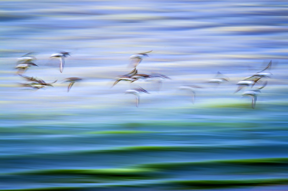 Flying,Birds.,Motion,Blur,Background.,Abstract,Nature,Photography. Fine Art Photography Tutorial