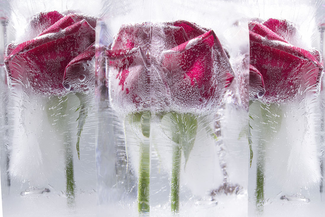 Frozen,Roses Fine Art Photography Tutorial