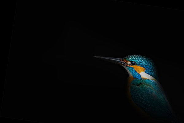 Art,In,Nature,Photography.,Spot,Light,And,Bird.,Black,Background.