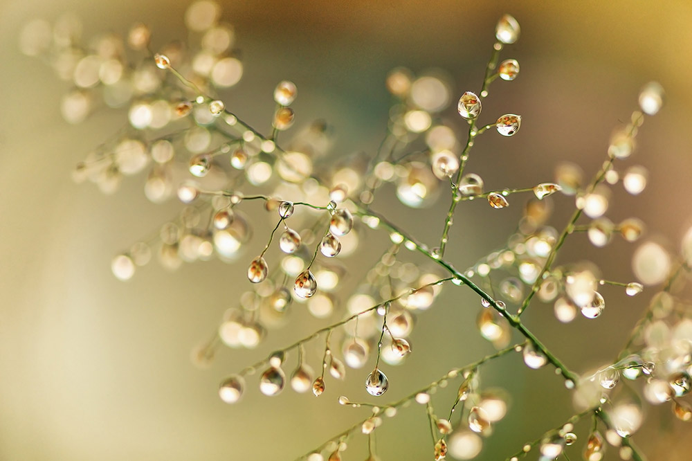 Macro,Photography,Of,Green,Grass,With,Dew,Drops,In,The Nature Photography Tips Macro Image of Waterdrops