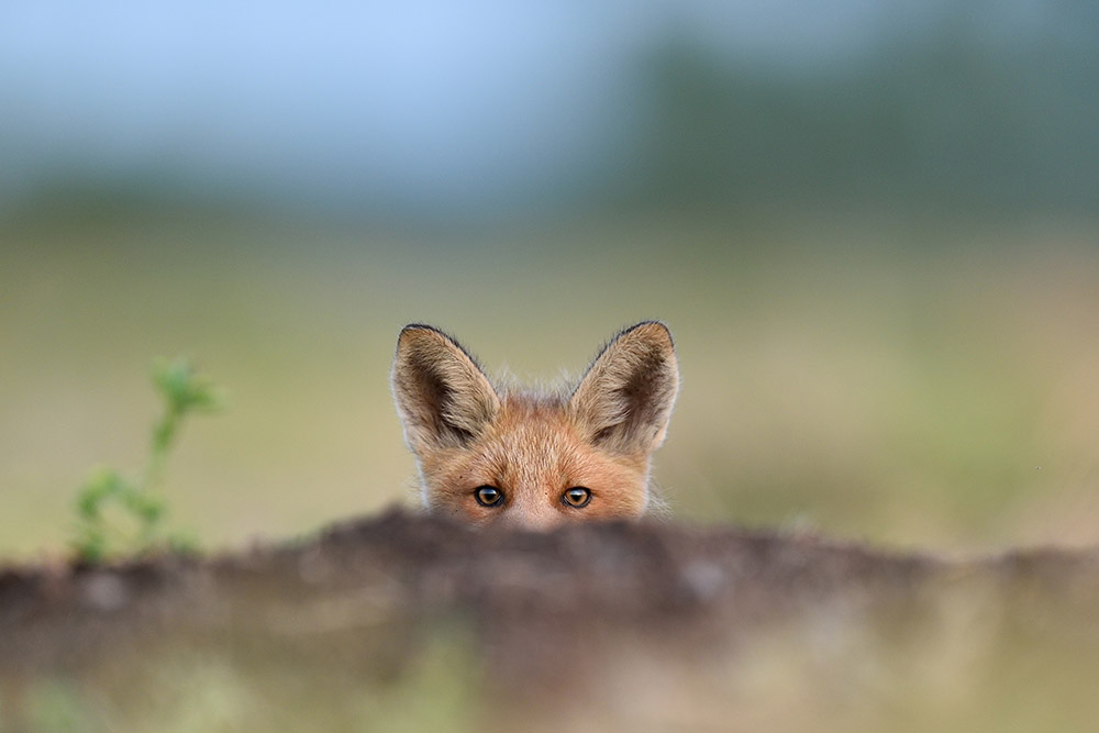 Red,Fox,Kit.,Little,Fox,Peeking, Nature Photography Tips A Fox peeking over a mound of earth